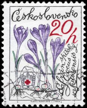 CZECHOSLOVAKIA - CIRCA 1979: A Stamp printed in CZECHOSLOVAKIA shows image of a Crocus, from the series Mountain Flowers, circa 1979