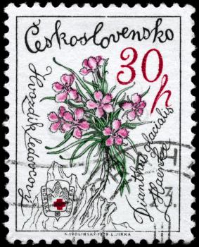 CZECHOSLOVAKIA - CIRCA 1979: A Stamp printed in CZECHOSLOVAKIA shows image of a Pinks, from the series Mountain Flowers, circa 1979