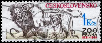 CZECHOSLOVAKIA - CIRCA 1981: A Stamp printed in CZECHOSLOVAKIA shows image of a Lions from the series Prague Zoo, 50th Anniv., circa 1981