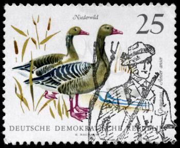 GDR - CIRCA 1968: A Stamp printed in GDR shows image of a Graylag Geese (cancelled by seal in the form of a hunter), series, circa 1968