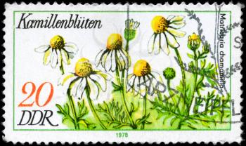 GDR - CIRCA 1978: A Stamp printed in GDR shows image of a Chamomile Matricaria chamomilla, from the series Medicinal Plants, circa 1978