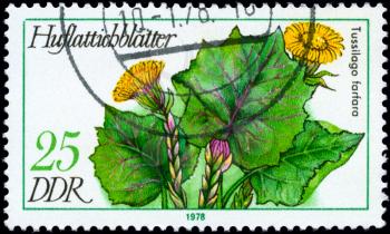 GDR - CIRCA 1978: A Stamp shows image of a Coltsfoot with the designation Tussilago farfara from the series Medicinal Plants, circa 1978