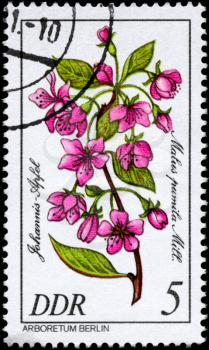 GDR - CIRCA 1981: A Stamp shows image of a Paradise Apple with the designation Malus pumila Mill. from the series Arboretum Berlin, circa 1981