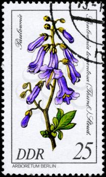GDR - CIRCA 1981: A Stamp shows image of a Paulownia with the designation Paulownia tomentosa (Thunb.) Stand. from the series Arboretum Berlin, circa 1981