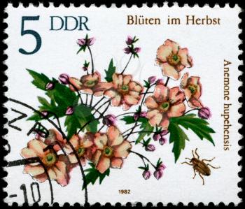 GDR - CIRCA 1982: A Stamp shows image of a Anemone with the inscription Anemone hupehensis, from the series Autumn Flowers, circa 1982