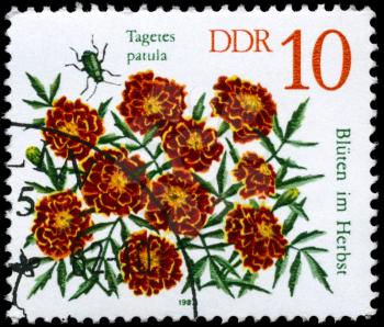GDR - CIRCA 1982: A Stamp shows image of a Marigold with the inscription Tagetes patula, from the series Autumn Flowers, circa 1982