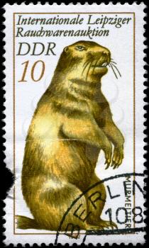 GDR - CIRCA 1982: A Stamp printed in GDR shows image of a Marmot from the series Intl. Fur Auction, Leipzig, circa 1982