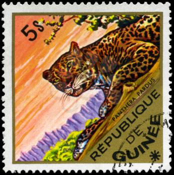 GUINEA - CIRCA 1975: A Stamp shows image of a Leopard with the inscription panthera pardus, series, circa 1975