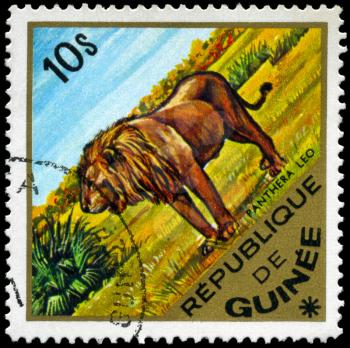GUINEA - CIRCA 1975: A Stamp shows image of a lion with the inscription Panthera Leo, series, circa 1975