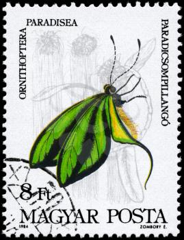 HUNGARY - CIRCA 1984: A Stamp printed in HUNGARY shows image of a Butterfly with the description Ornithoptera paradisea, series, circa 1984
