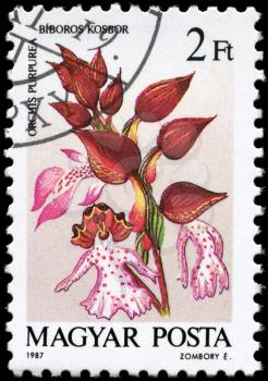 HUNGARY - CIRCA 1987: A Stamp printed in HUNGARY shows image of a Orchis purpurea, from the series Orchids, circa 1987