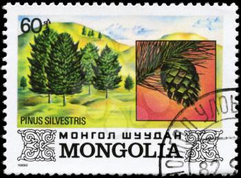 MONGOLIA - CIRCA 1982: A Stamp printed in MONGOLIA shows the Scots Pine, with the description Pinus sylvestris, series, circa 1982