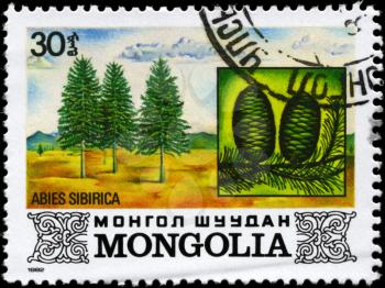MONGOLIA - CIRCA 1982: A Stamp printed in MONGOLIA shows the Siberian Spruce, with the description Abies sibirica, series, circa 1982