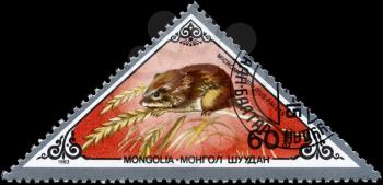 MONGOLIA - CIRCA 1983: A Stamp printed in MONGOLIA shows image of a Harvest Mouse with the designation Micromys minutus pallas from the series Rodents, circa 1983