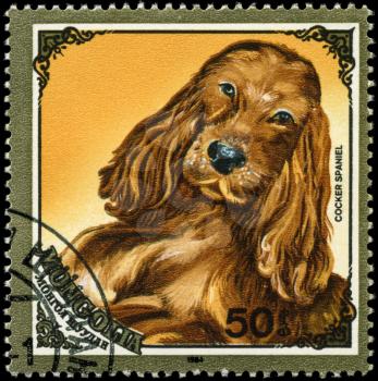 MONGOLIA - CIRCA 1984: A Stamp printed in MONGOLIA shows image of a Cocker Spaniel from the series Dogs, circa 1984