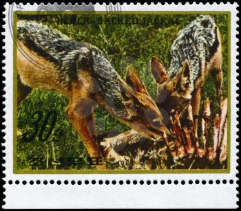 NORTH KOREA - CIRCA 1984: A Stamp printed in NORTH KOREA shows image of a Black-backed Jackals with prey from the series Wild Animals, circa 1984