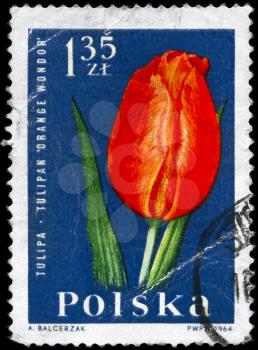 POLAND - CIRCA 1964: A Stamp printed in POLAND shows image of a Tulip Orange Wonder, from the series Garden Flowers, circa 1964