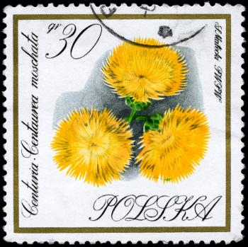 POLAND - CIRCA 1966: A Stamp shows image of a Centaury, from the Flowers series, circa 1966