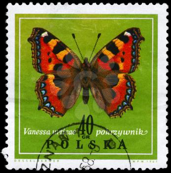 POLAND - CIRCA 1967: A Stamp printed in POLAND shows image of a Vanessa with the description Vanessa urtieae from the series Various Butterflies, circa 1967