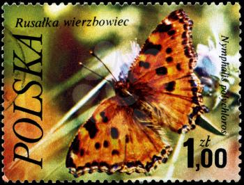 POLAND - CIRCA 1977: A Stamp printed in POLAND shows image of a Large Tortoiseshell with the inscription Nymphalis polychloros from the series Butterflies, circa 1977