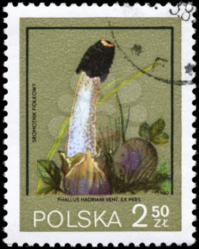 POLAND - circa 1980: A Stamp printed in POLAND shows the Phallus hadriani, series, circa 1980