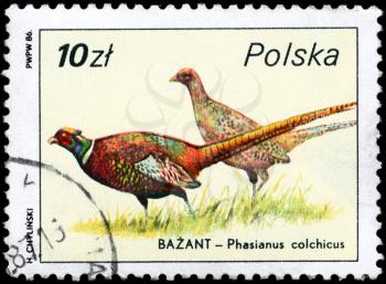 POLAND - CIRCA 1986: A Stamp shows image of a Common Pheasants with the designation Phasianus colchicus from the series Wildlife, circa 1986