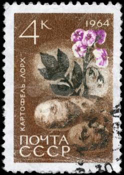 USSR - CIRCA 1964: A Stamp printed in USSR shows image of a Potatoes, series, circa 1964