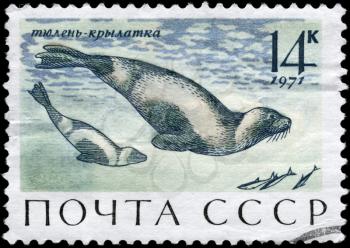 USSR - CIRCA 1971: A Stamp printed in USSR shows image of a Ribbon Seals from the series Sea Mammals, circa 1971
