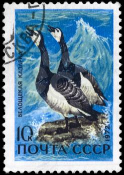 USSR - CIRCA 1972: A Stamp printed in USSR shows image of a Barnacle Geese from the series Waterfowl of the USSR, circa 1972