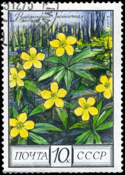 USSR - CIRCA 1975: A Stamp shows image of a Yellow Anemone with the designation Anemone ranunculoides, series, circa 1975