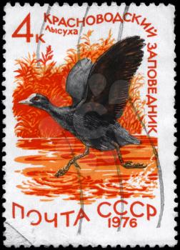 USSR - CIRCA 1976: A Stamp printed in USSR shows image of a Coot with the inscription Krasnovodsk Conservation from the series Waterfowl, circa 1976
