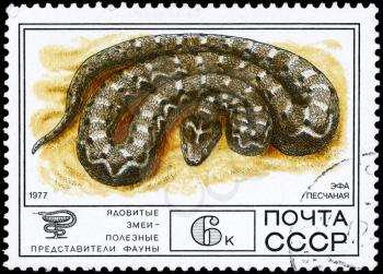 USSR - CIRCA 1977: A Stamp printed in USSR shows the image of a Carpet Viper from the series Venomous snakes, useful for medicinal purposes, circa 1977