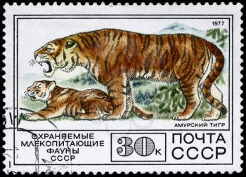 USSR - CIRCA 1977: A Stamp printed in USSR shows image of a Tiger and Cub from the series Protected Fauna, circa 1977