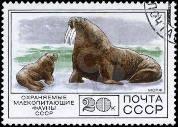 USSR - CIRCA 1977: A Stamp printed in USSR shows image of a Walrus and Calf from the series Protected Fauna, circa 1977