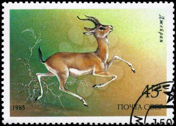 USSR - CIRCA 1985: A Stamp printed in USSR shows image of a Goitered Gazelle from the series Endangered Wildlife, circa 1985