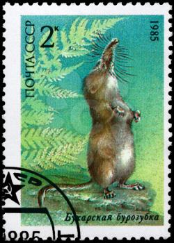 USSR - CIRCA 1985: A Stamp printed in USSR shows image of a Ussuri Shrew from the series Endangered Wildlife, circa 1985