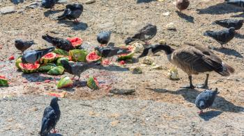 Pigeons and duck eating watermelons
