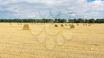 Landscape with the straw bales on mowed field