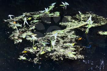 Background of the plants on water surface