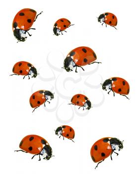 Royalty Free Photo of a Bunch of Ladybugs