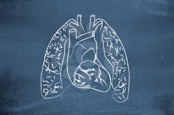 Royalty Free Photo of Lungs on a Chalkboard