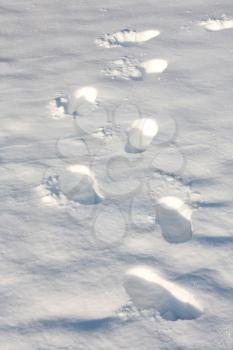 Royalty Free Photo of Footsteps in Snow