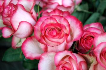 Royalty Free Photo of a Bouquet of Roses