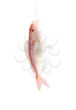 Royalty Free Photo of a Fish on a Hook