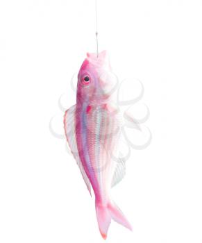 Royalty Free Photo of a Fish on a Hook