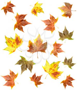 Royalty Free Photo of Maple Leaf