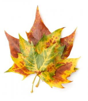 Royalty Free Photo of Maples Leaves