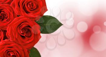 Royalty Free Photo of Red Roses