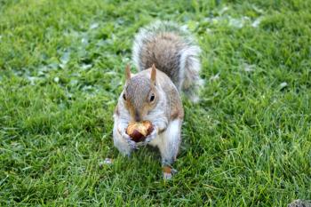 Royalty Free Photo of a Squirrel Eating a Nut