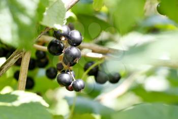 Royalty Free Photo of Black Currants